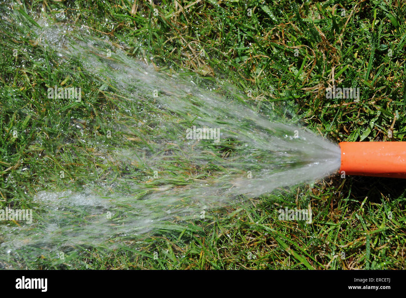 Sprechi di acqua tubo da giardino lasciato in esecuzione sul prato Foto Stock