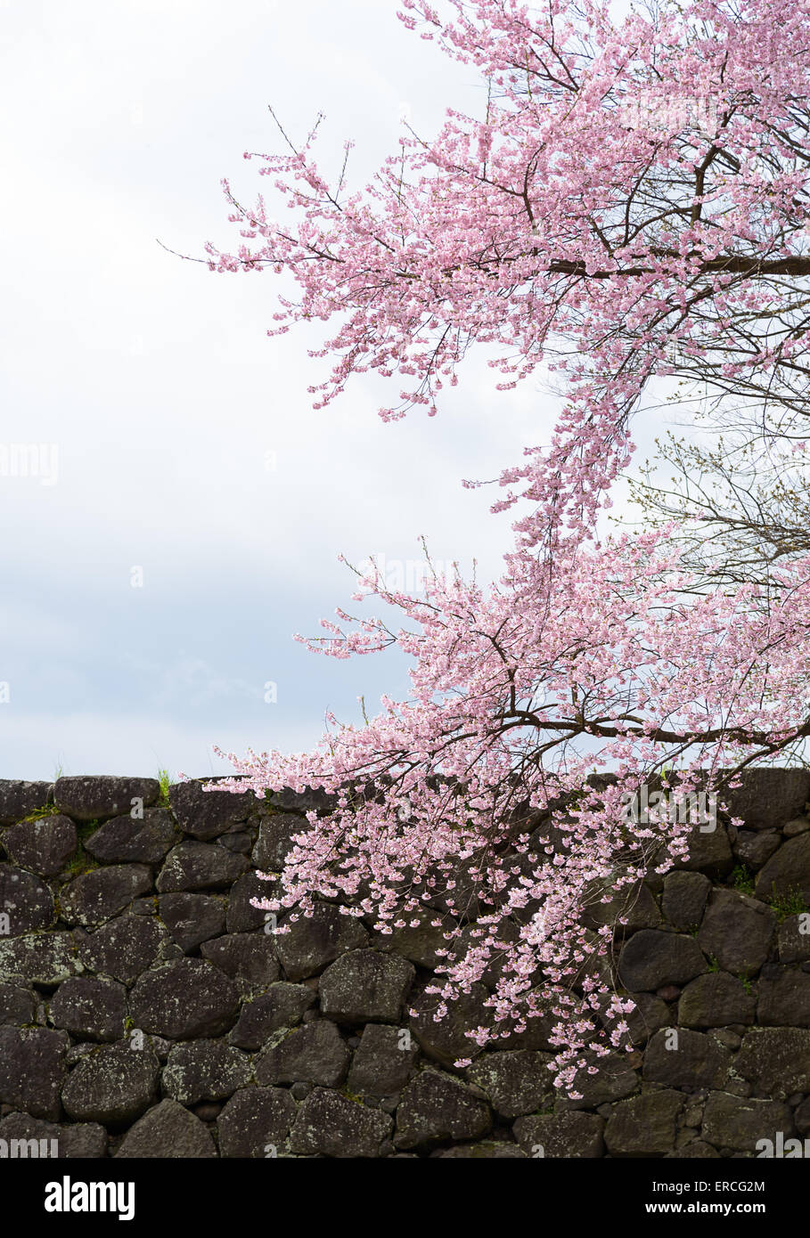 La molla Cherry Blossoms sfondo Foto Stock