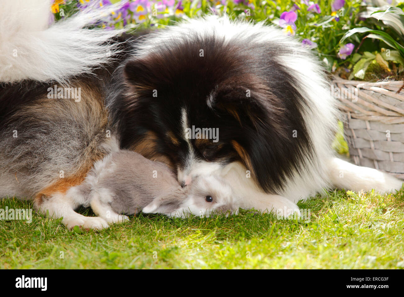 Razza cane e Lop Dwarf Rabbit, giovani, 5 settimane|Mischlingshund und Zwergwidderkaninchen, Jungtier, 5 Wochen Foto Stock