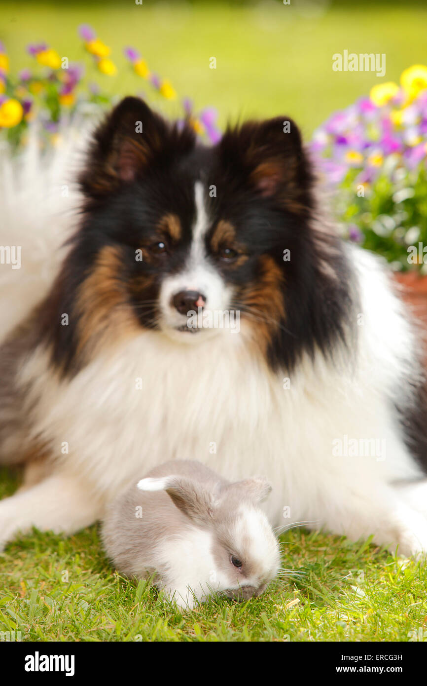 Razza cane e Lop Dwarf Rabbit, giovani, 5 settimane|Mischlingshund und Zwergwidderkaninchen, Jungtier, 5 Wochen Foto Stock