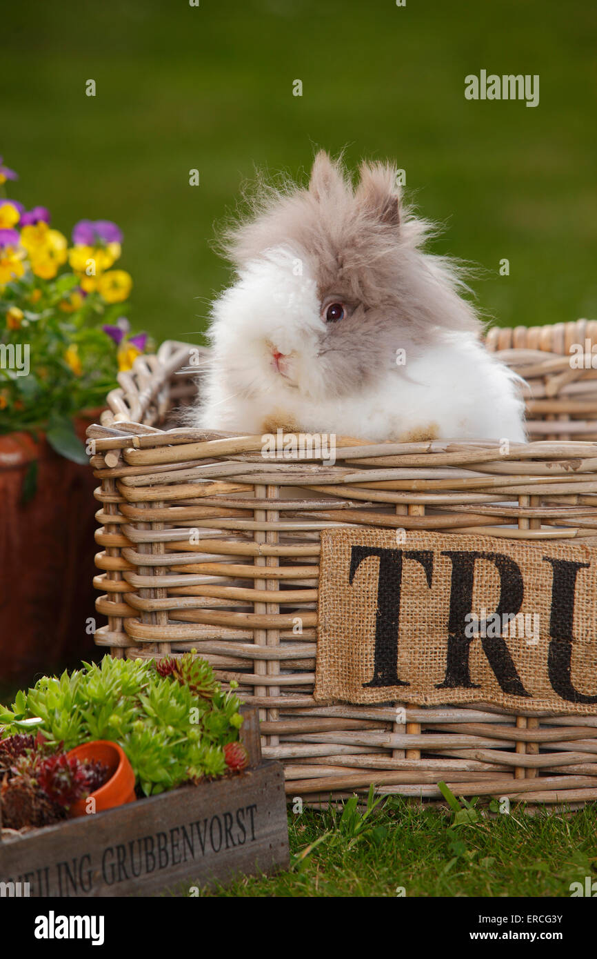 Teddy dwarfrabbit|Teddyzwergkaninchen Foto Stock
