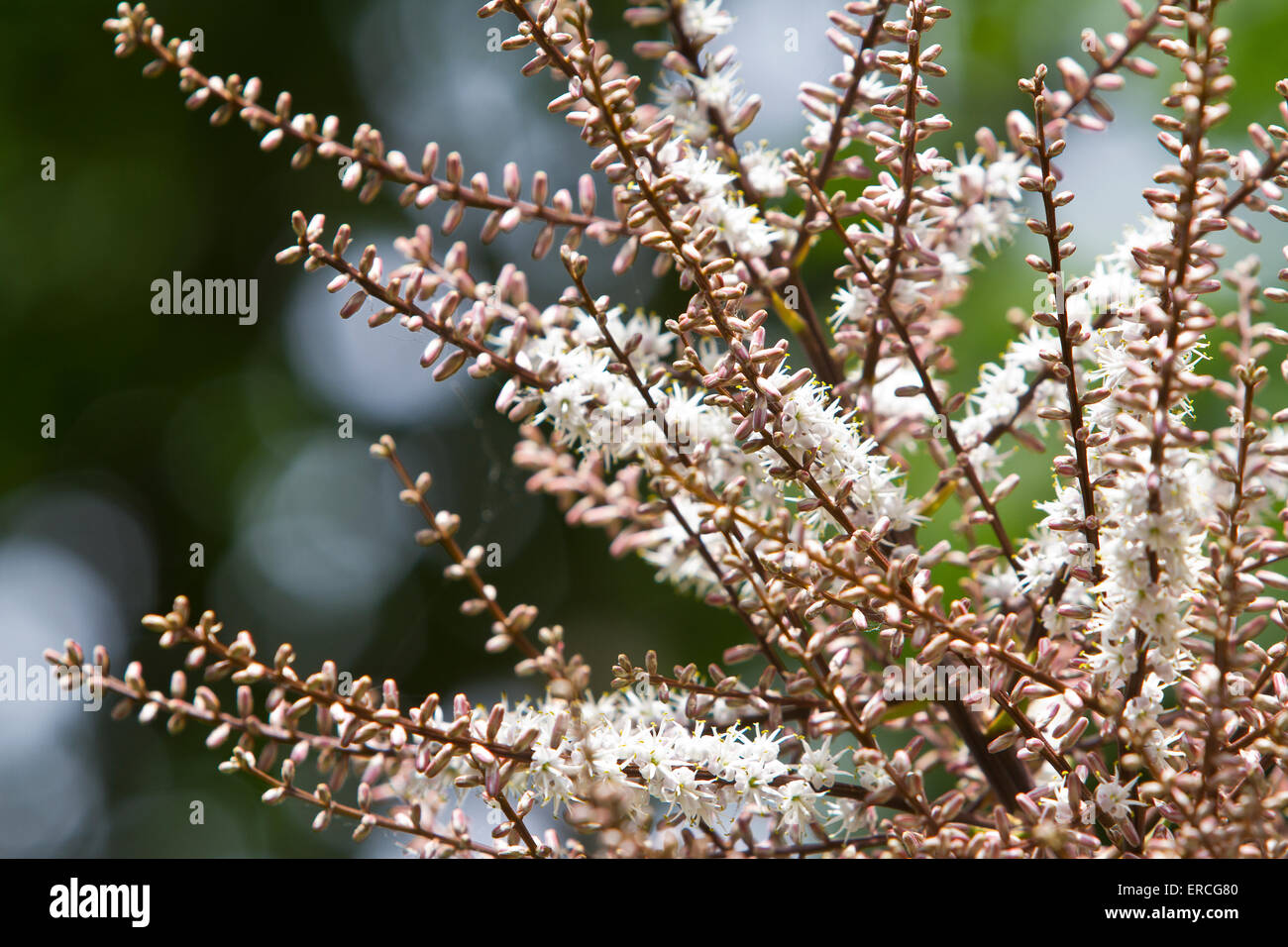 Un cavolo cappuccio albero in fiore Foto Stock