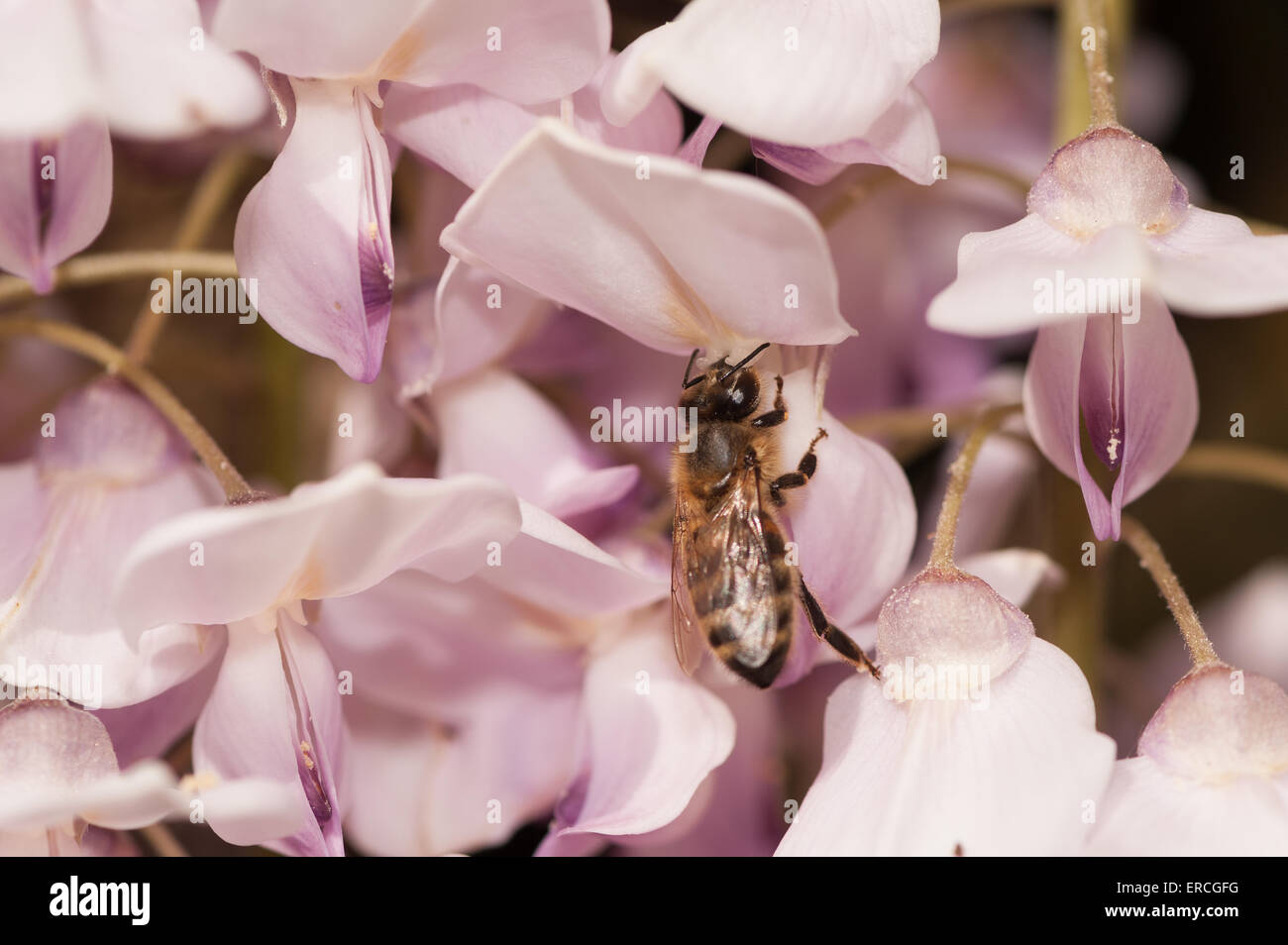 Il miele delle api lavoratore bere aspirare il nettare con la proboscide sul fiore di glicine impollinatori il futuro seme pods apis mellifera Foto Stock