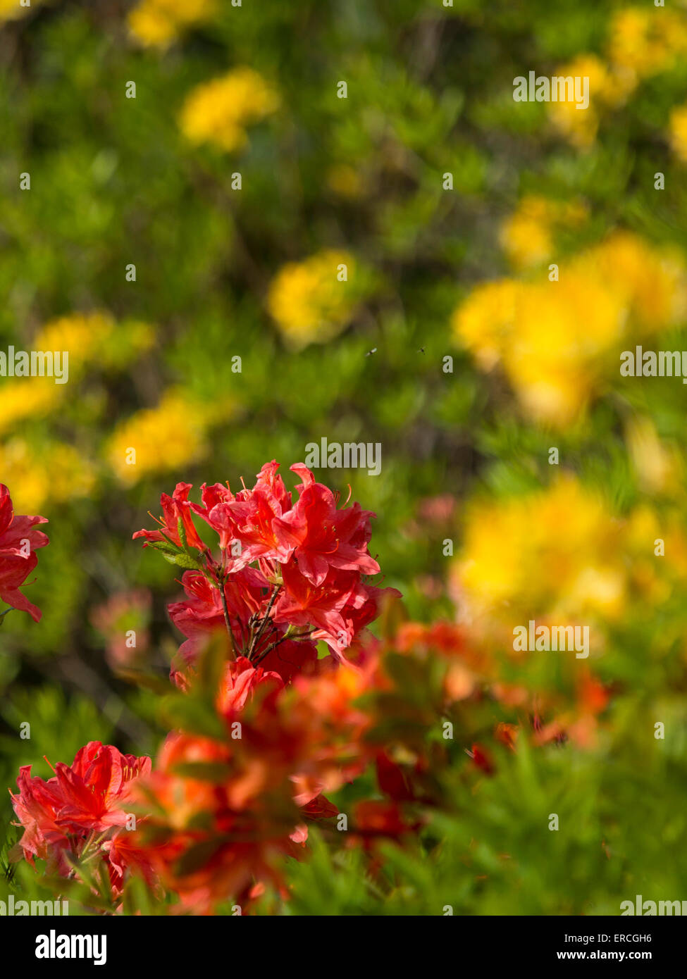 Colorati fiori di rododendro a Lea Gardens, Lea,Derbyshire,UK. Foto Stock