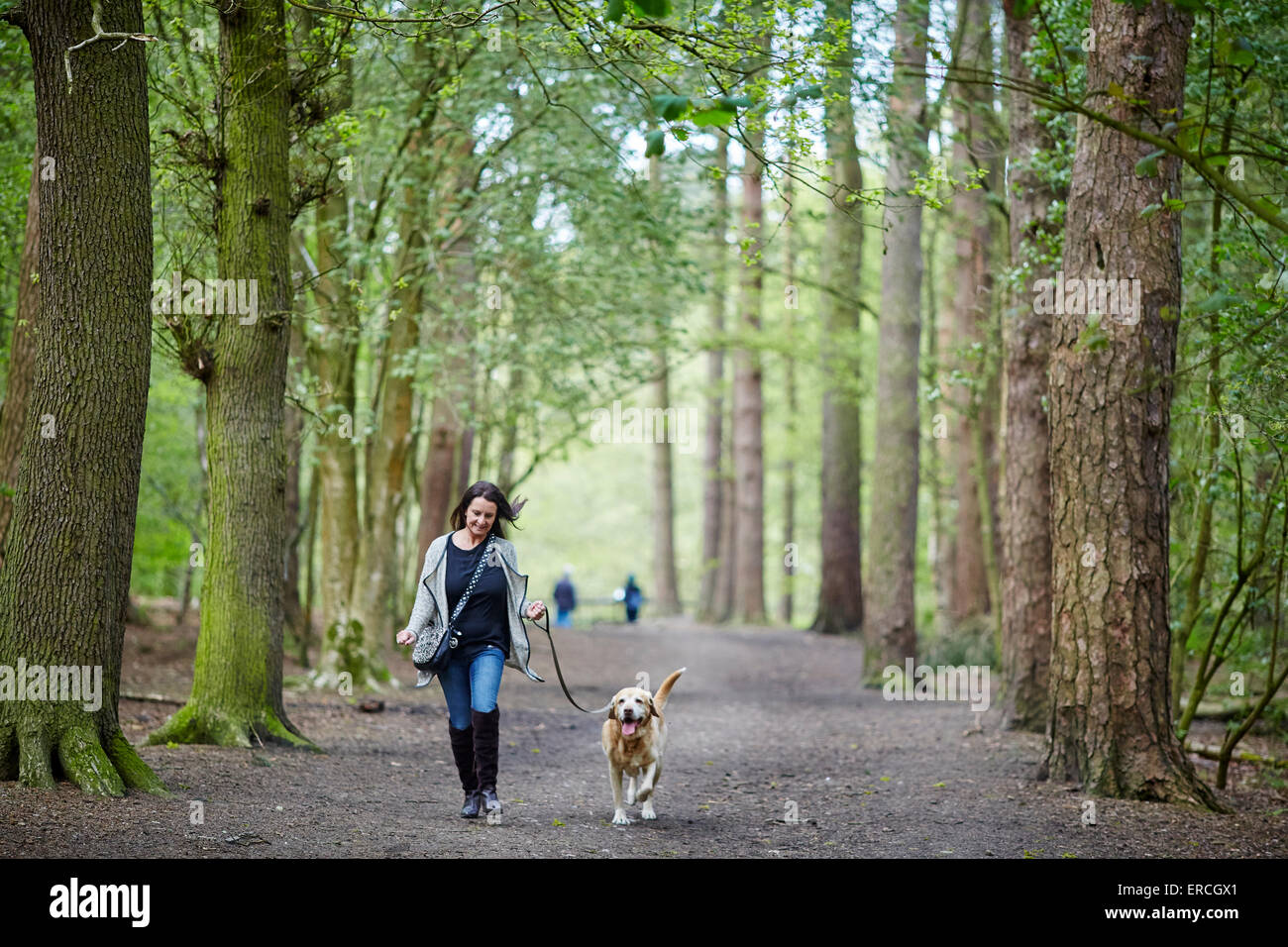 Nella foto dog walkers utilizzare percorsi attraverso i boschi di alberi il bordo a Alderley è una cresta di terra che separa una stretta e sho Foto Stock