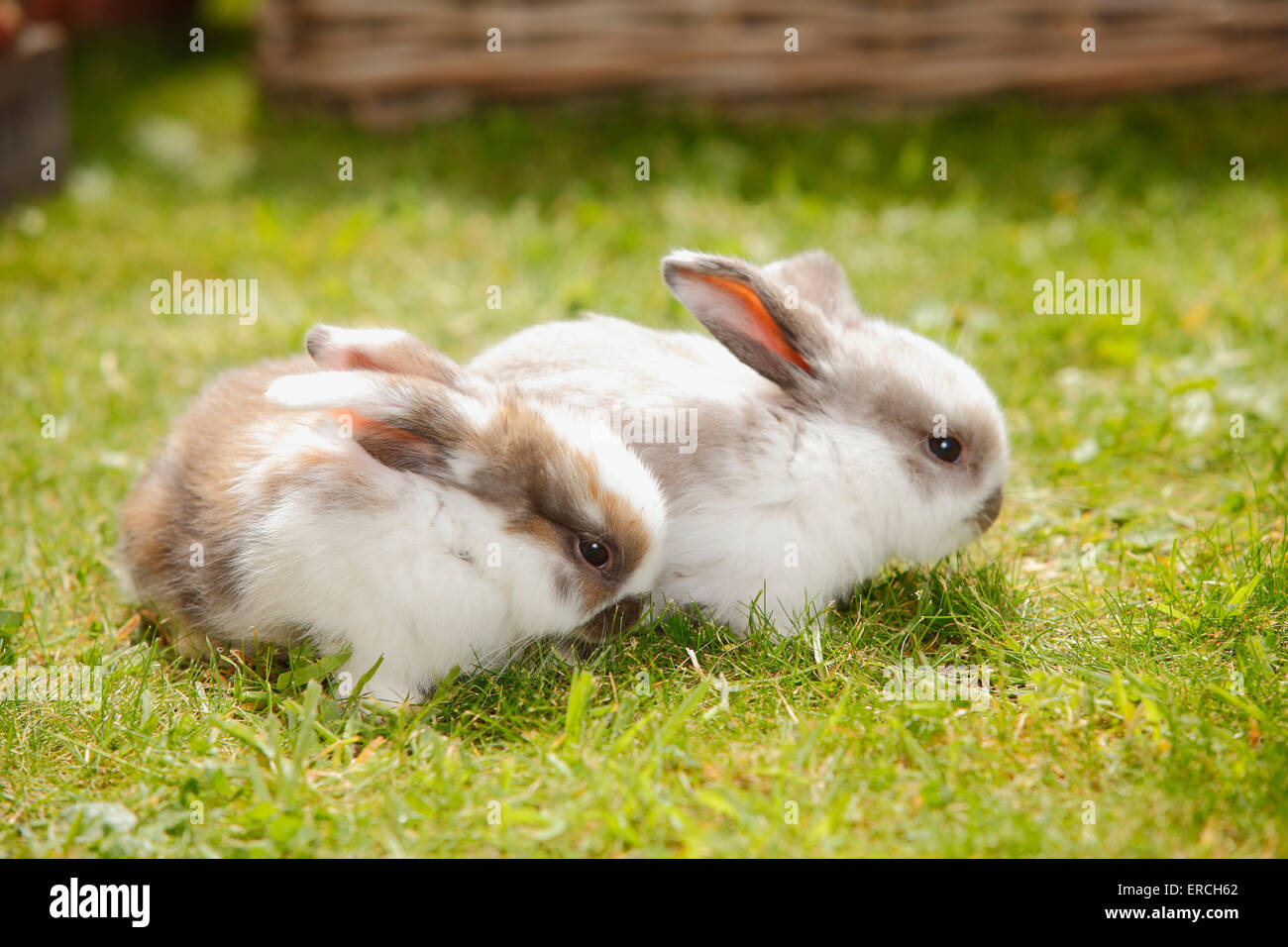 Lop nani conigli, youngs, 5 settimane|Zwergwidderkaninchen, Jungtiere, 5 Wochen Foto Stock