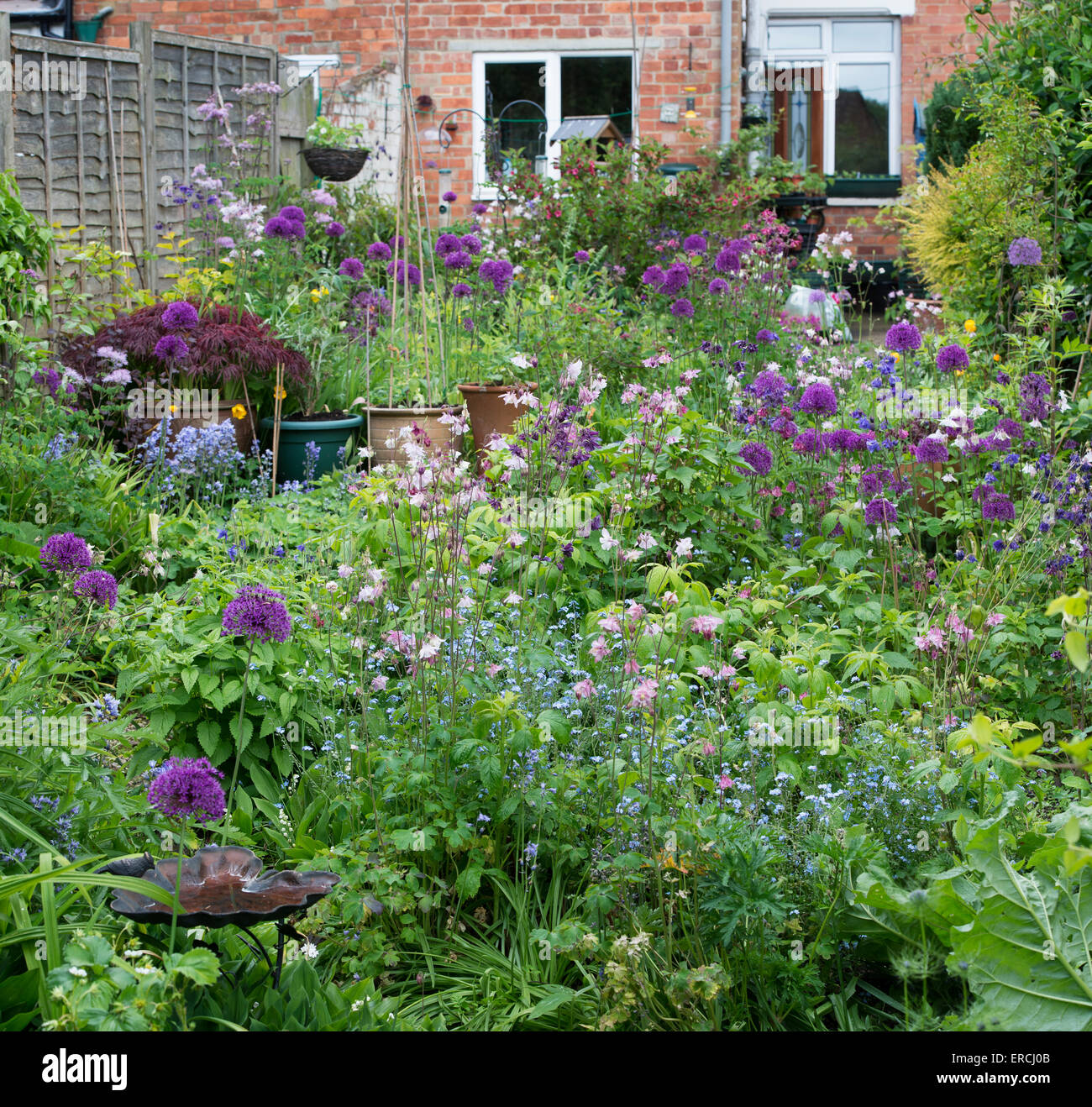 A schiera piccola cittadina inglese giardino urbano nel pieno fiore. Regno Unito Foto Stock