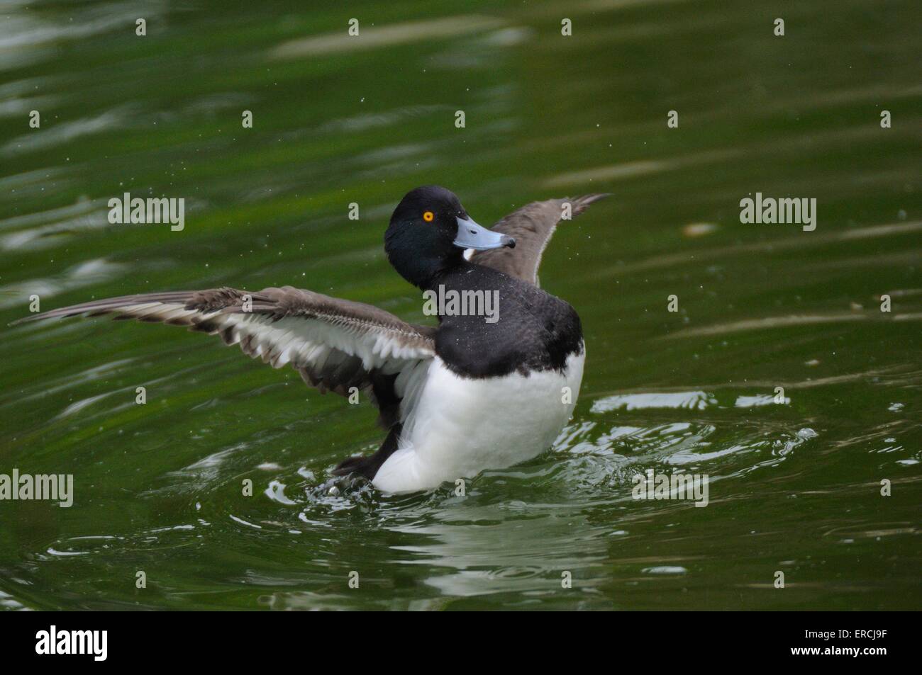 Aythya fuligula Foto Stock