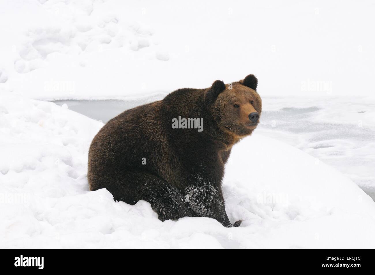 Unione orso bruno Foto Stock