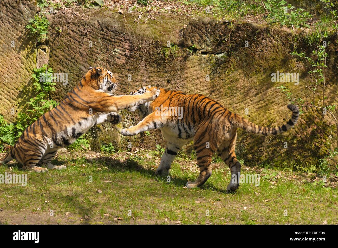 Riproduzione di tigri amur Foto Stock
