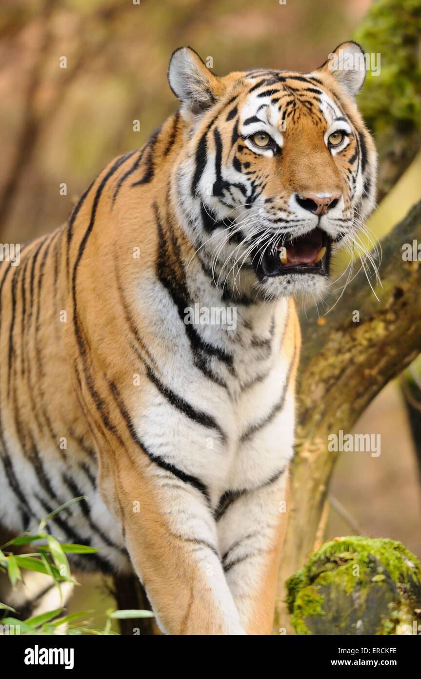 Ritratto della tigre Foto Stock