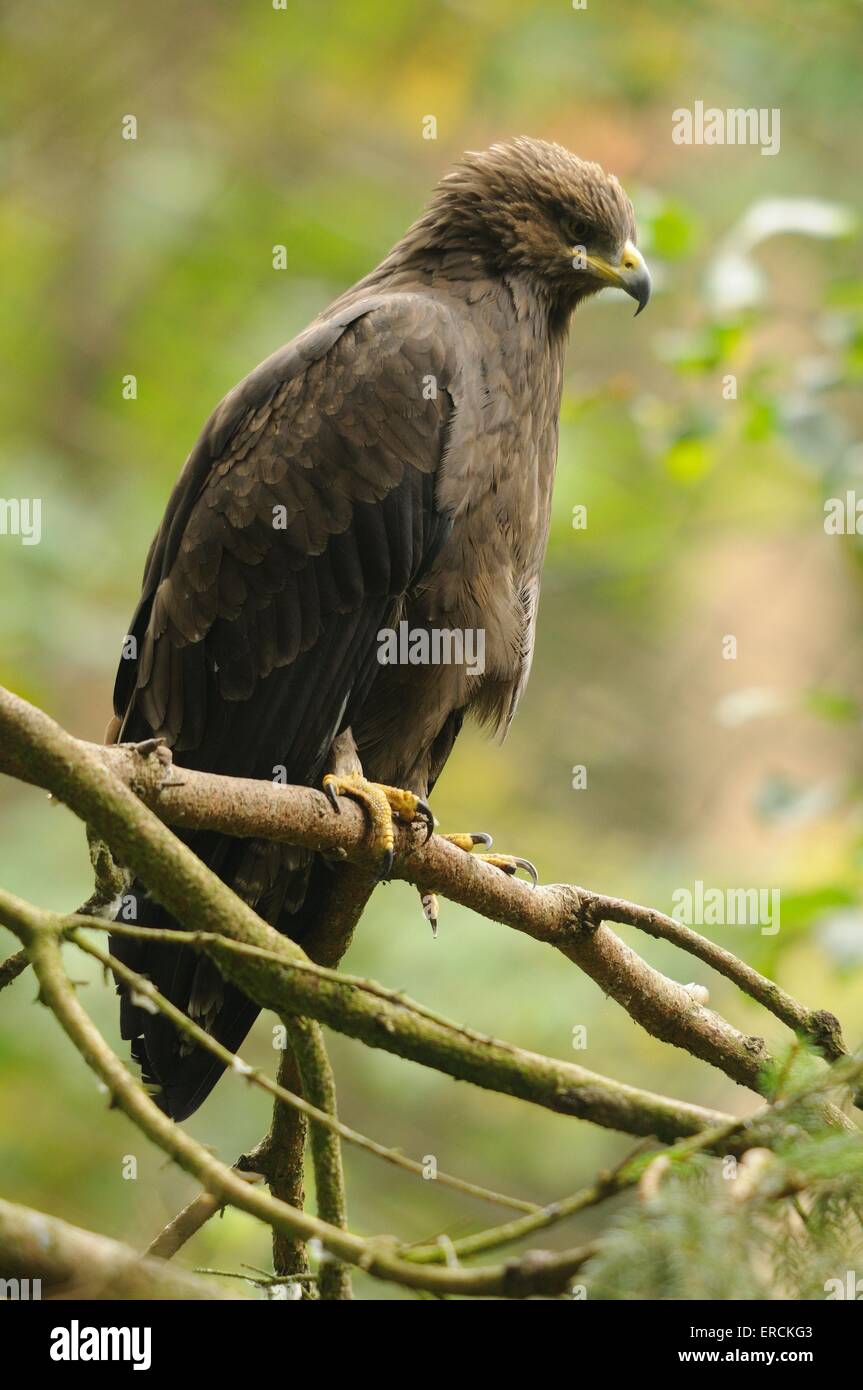 Lesser spotted eagle Foto Stock