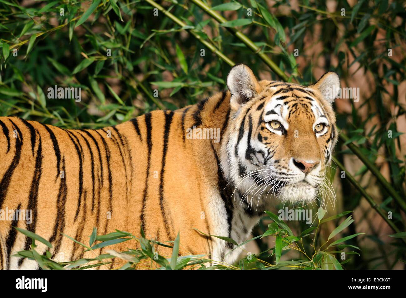 tigre Foto Stock