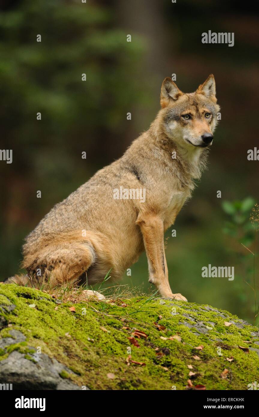 Greywolf Foto Stock