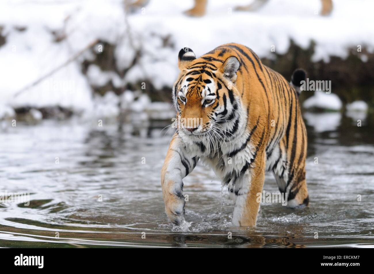 Tigre siberiana Foto Stock