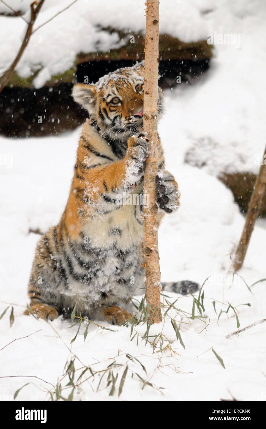 Tigre siberiana Foto Stock