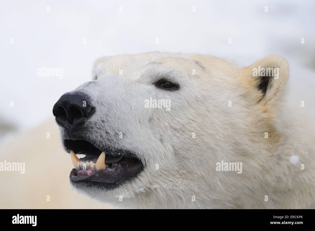 orso di ghiaccio Foto Stock