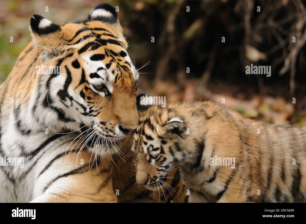 Tigre siberiana Foto Stock