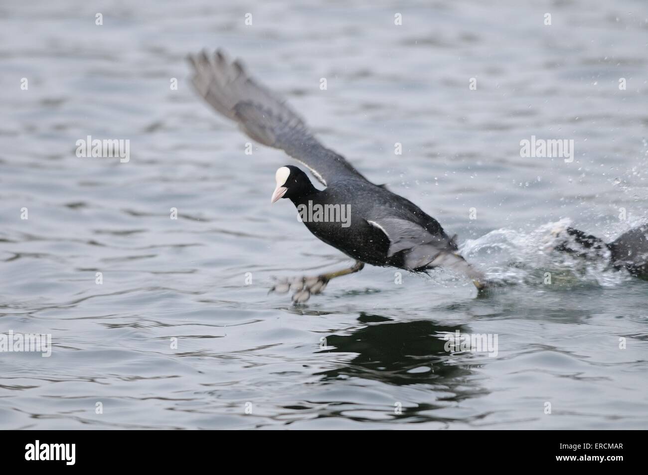 Folaga nera Foto Stock