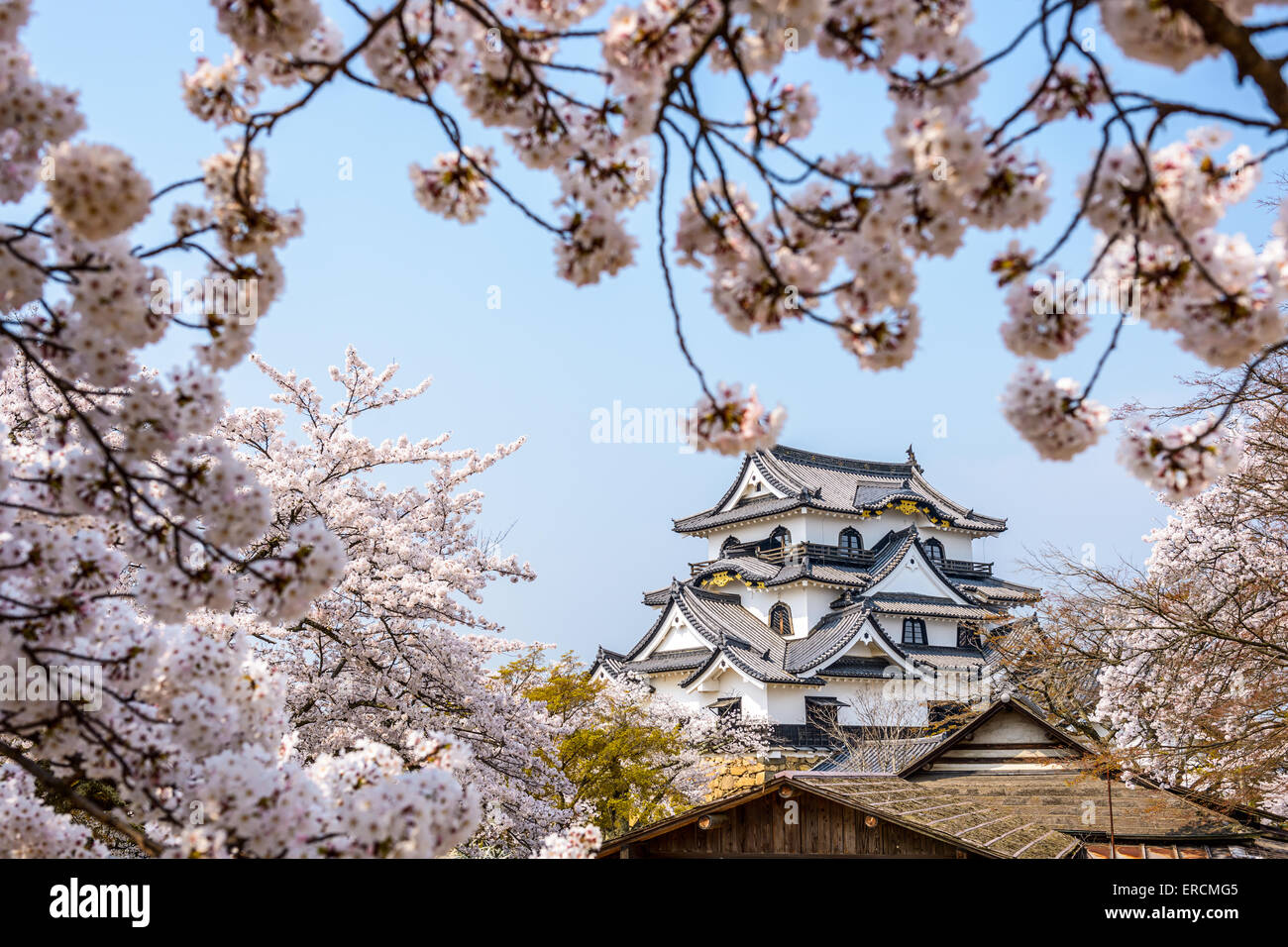 Hikone, Giappone al castello in primavera. Foto Stock
