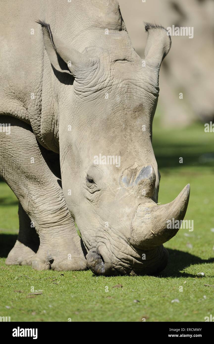 Piazza-rhino a labbro Foto Stock