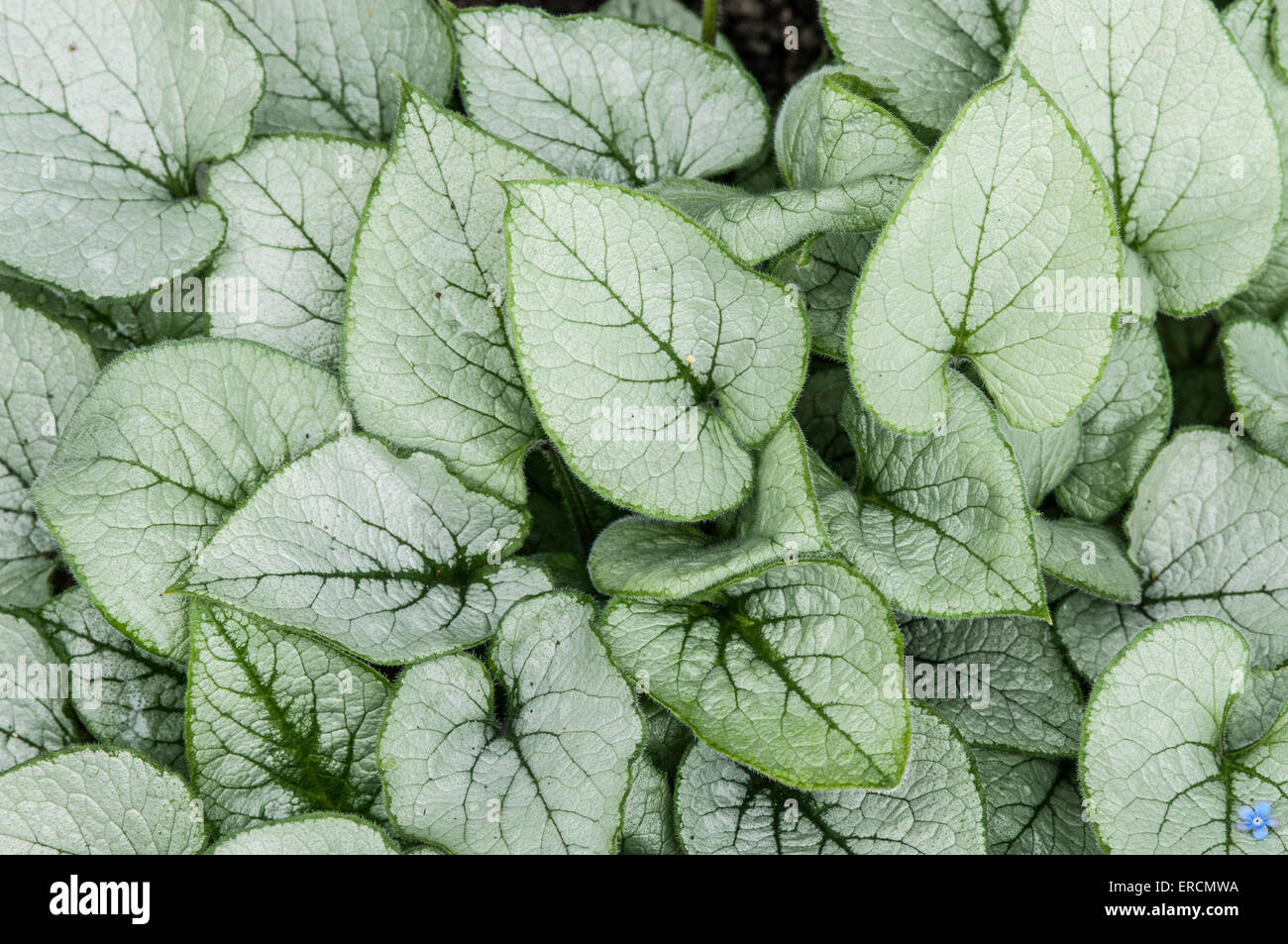 Brunnera macrophylla 'Looking Glass' fogliame Foto Stock