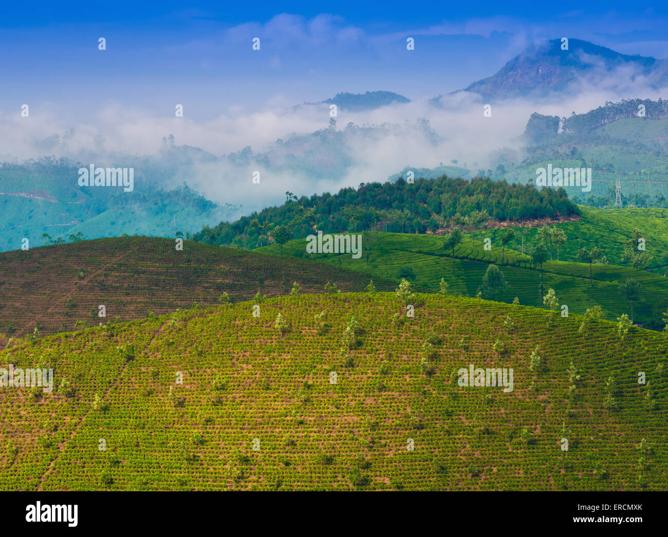 La piantagione di tè con giovani germogli di tè Foto Stock