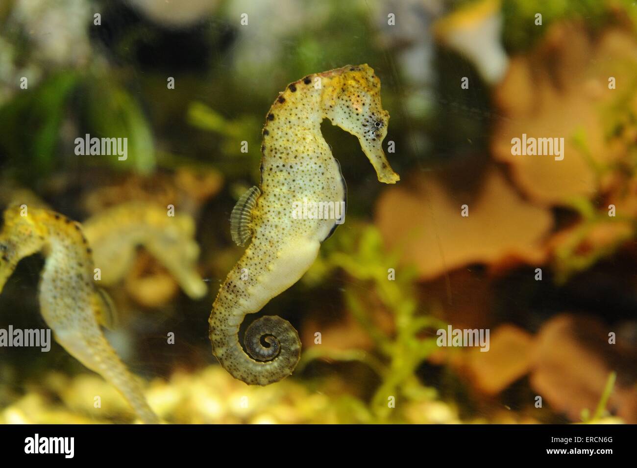 Breve snouted seahorse Foto Stock