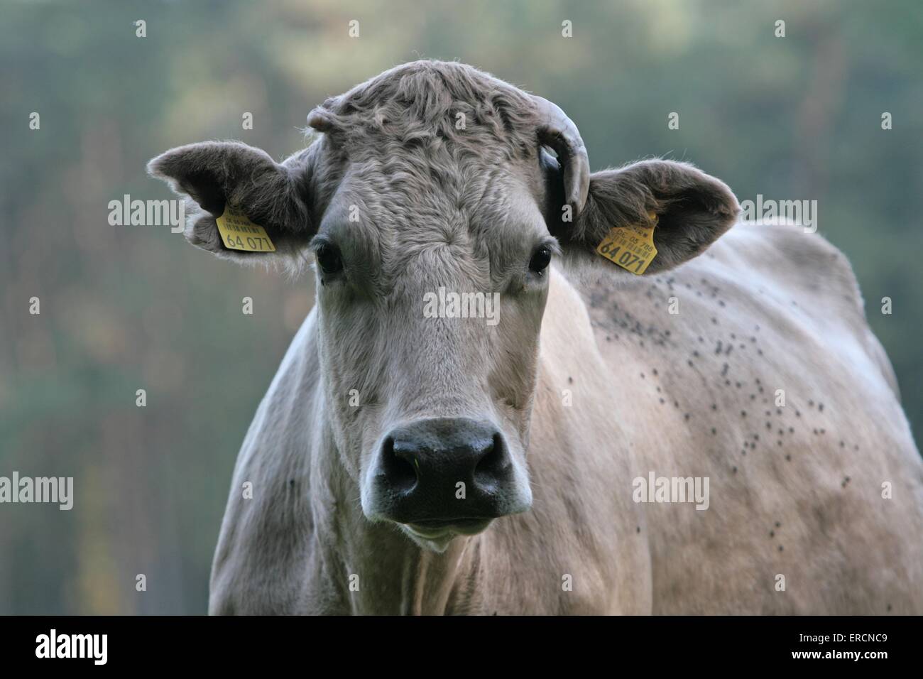 Charolais bovini Foto Stock