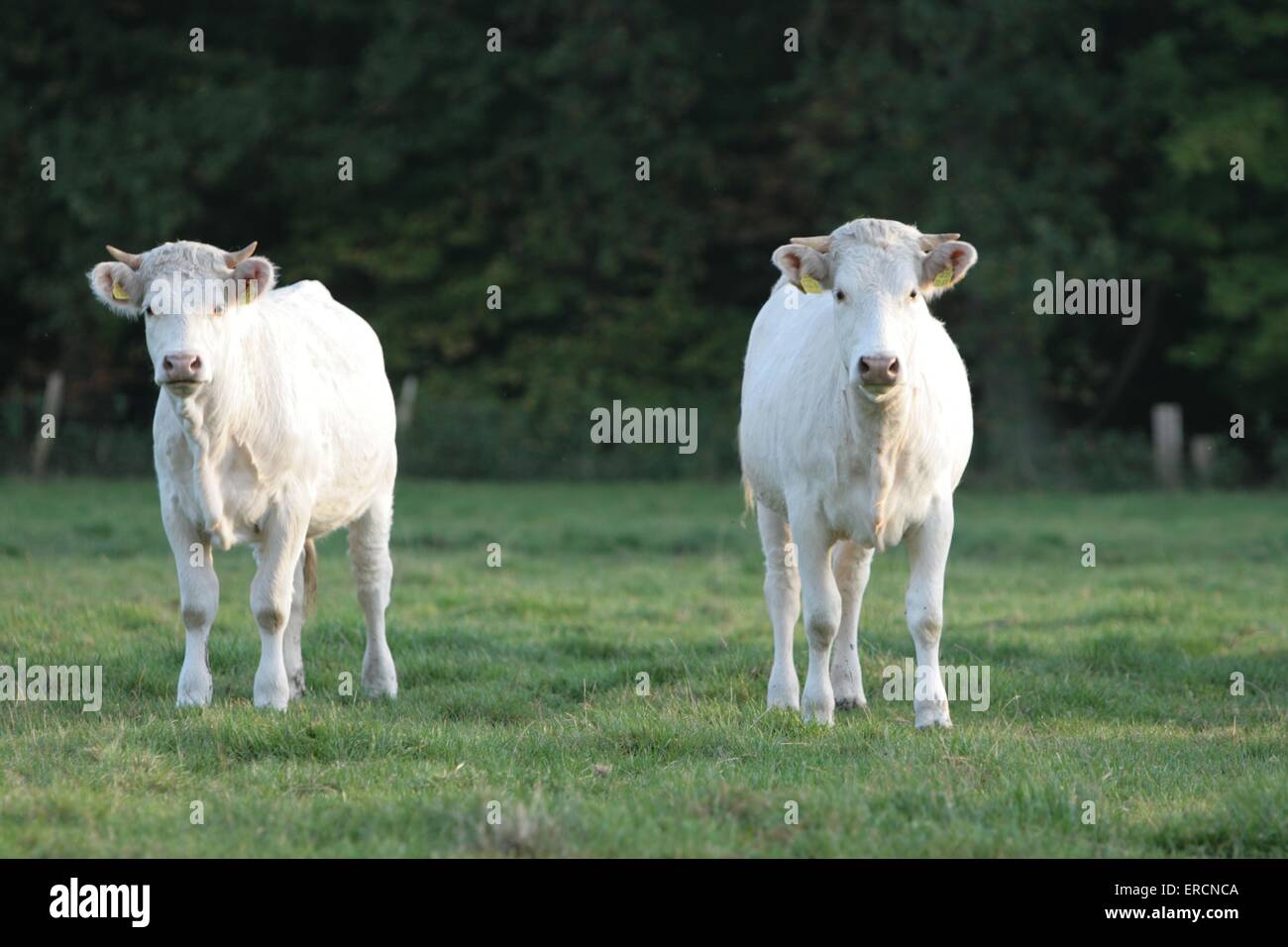 Charolais cattles Foto Stock