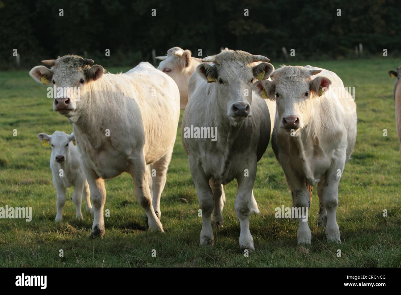 Charolais cattles Foto Stock