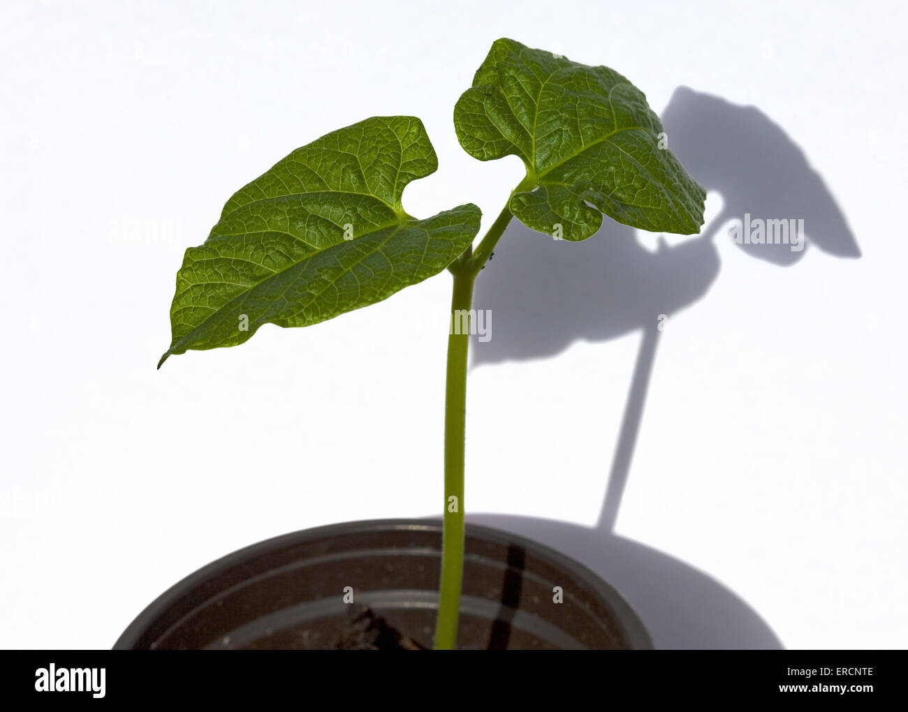 Runner Bean Seedling (Polestar) Foto Stock