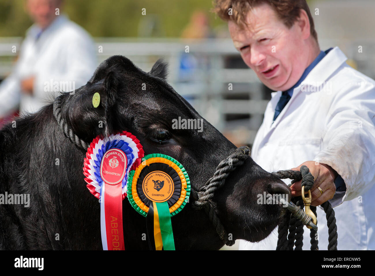 L'agricoltore che mostra un nero vincita bull a un paese mostrano, Drymen, Glasgow, Scotland, Regno Unito Foto Stock