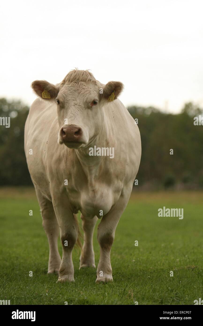 Charolais bovini Foto Stock