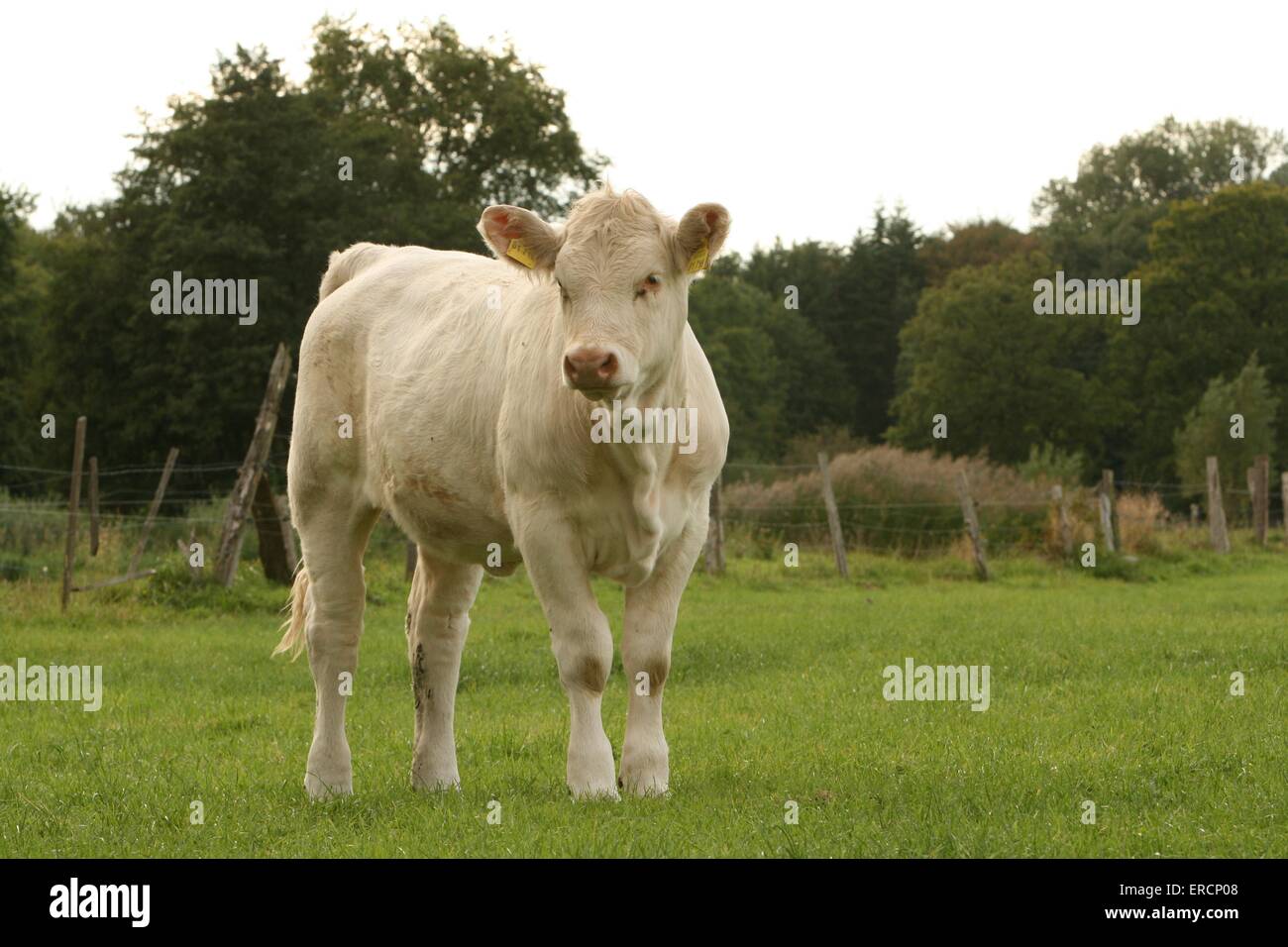 Charolais Foto Stock