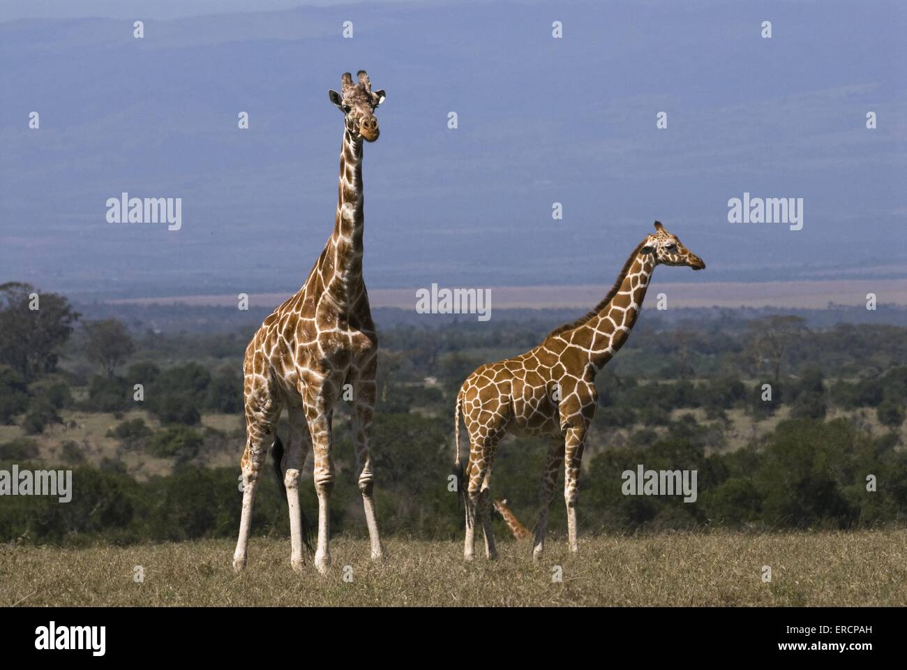 Le giraffe reticolate Foto Stock