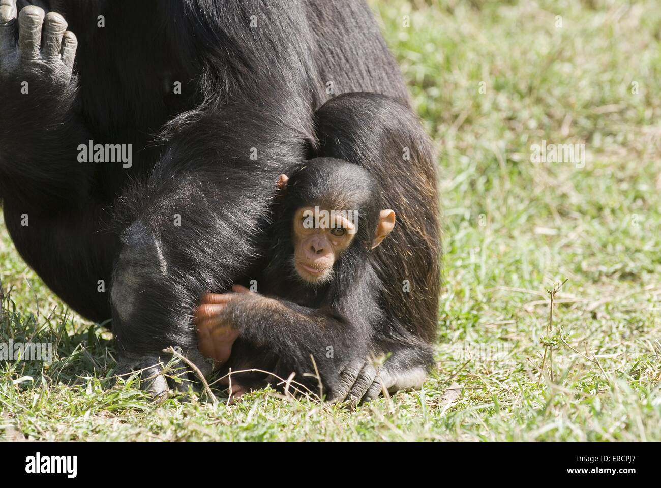 Scimpanzé comune baby Foto Stock