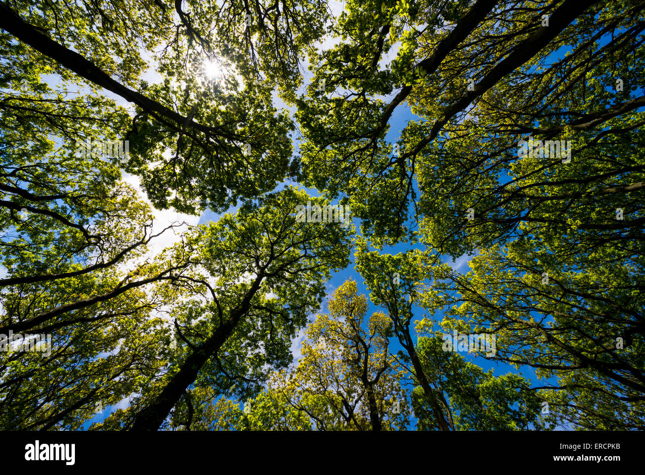 Oak tree baldacchino nelle Ercall boschi, Shropshire, Inghilterra. Foto Stock