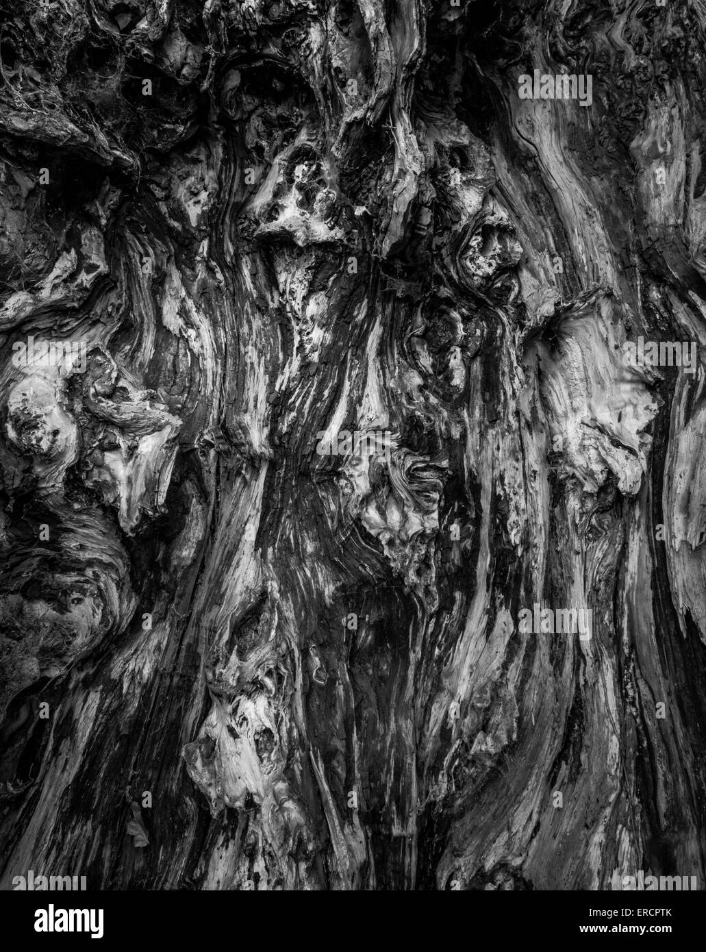 All'interno della cava di un vecchio albero di Yew. Foto Stock