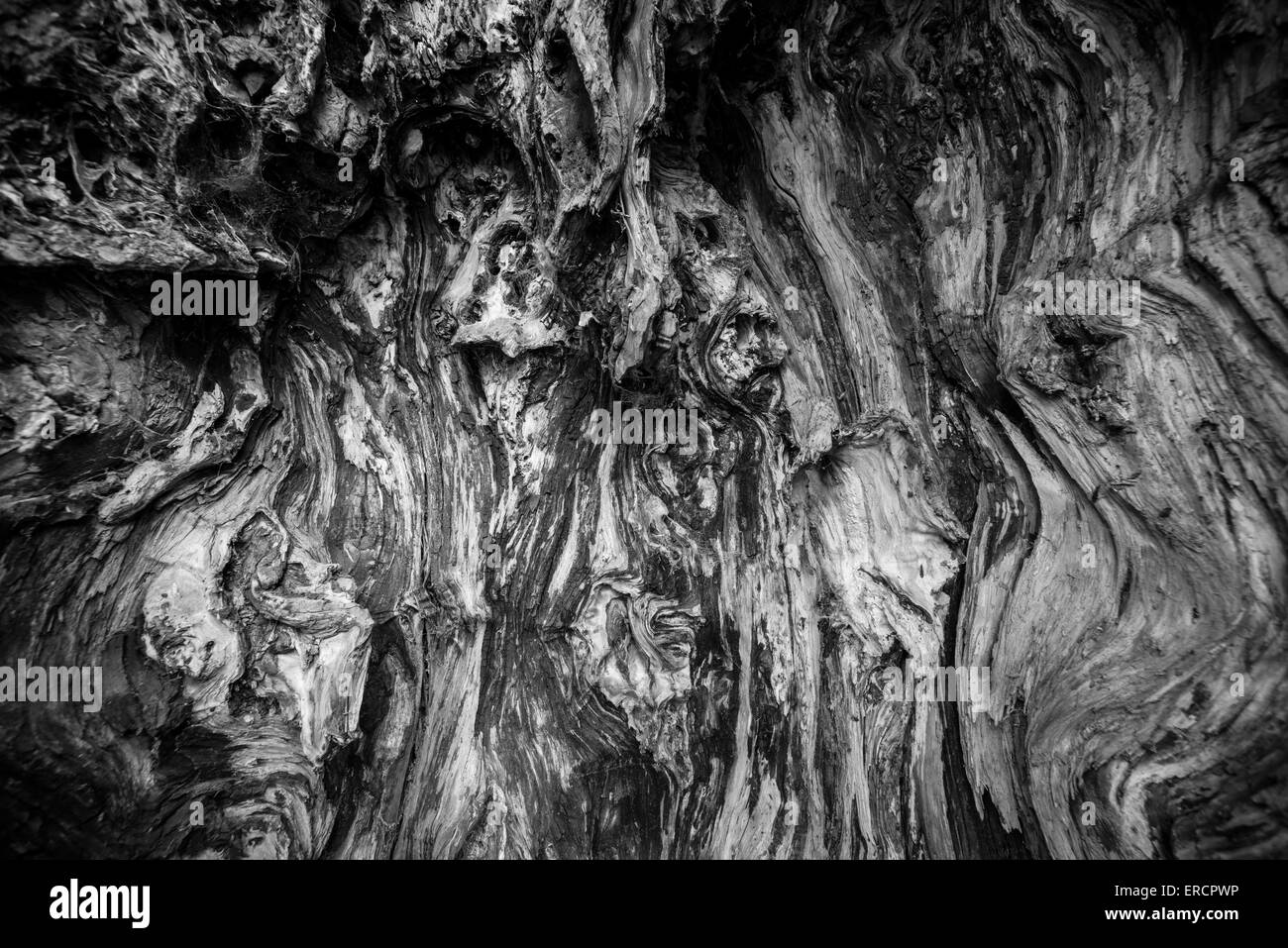 All'interno della cava di un vecchio albero di Yew. Foto Stock