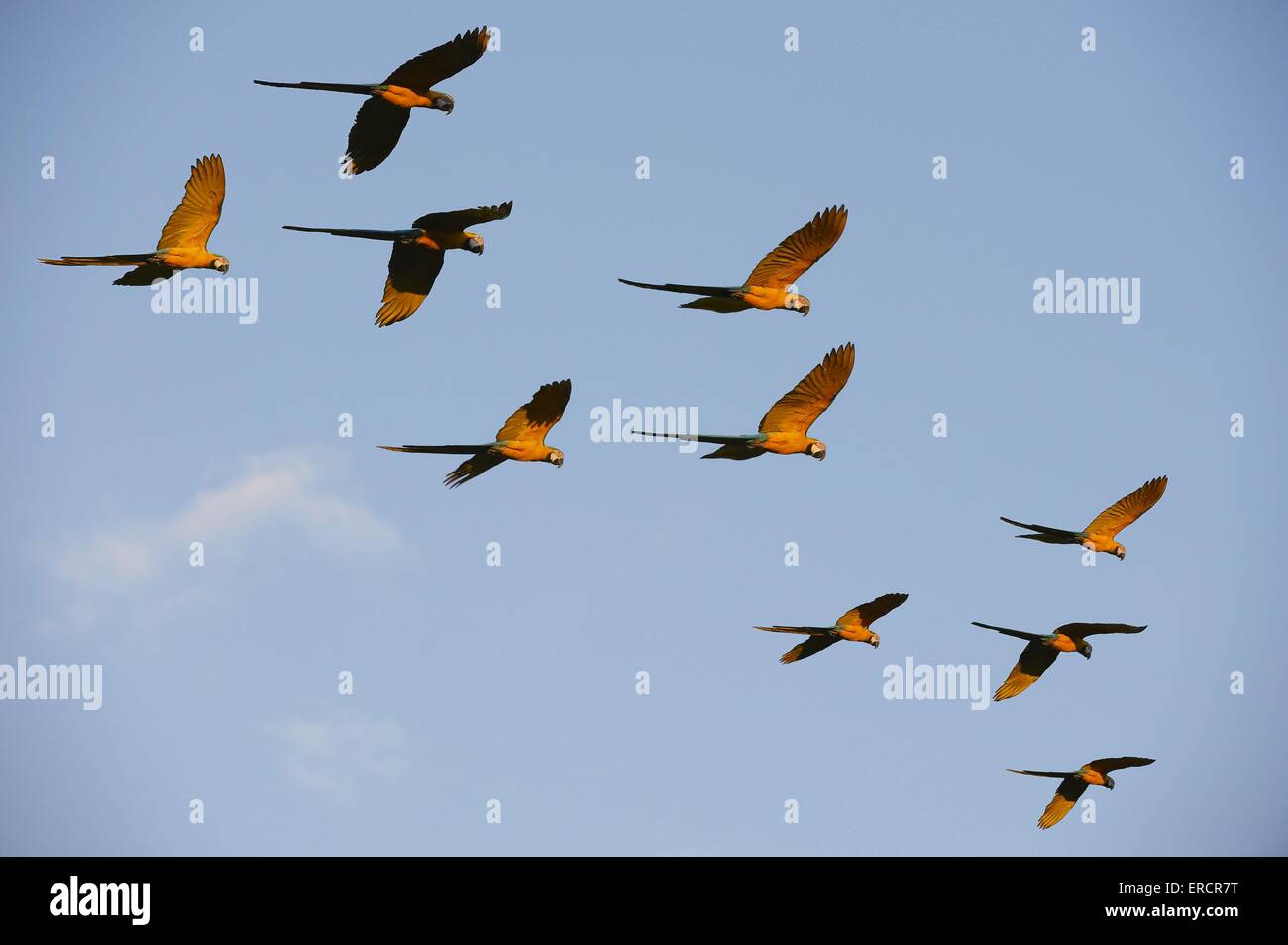 Flying Blue e giallo macaws Foto Stock