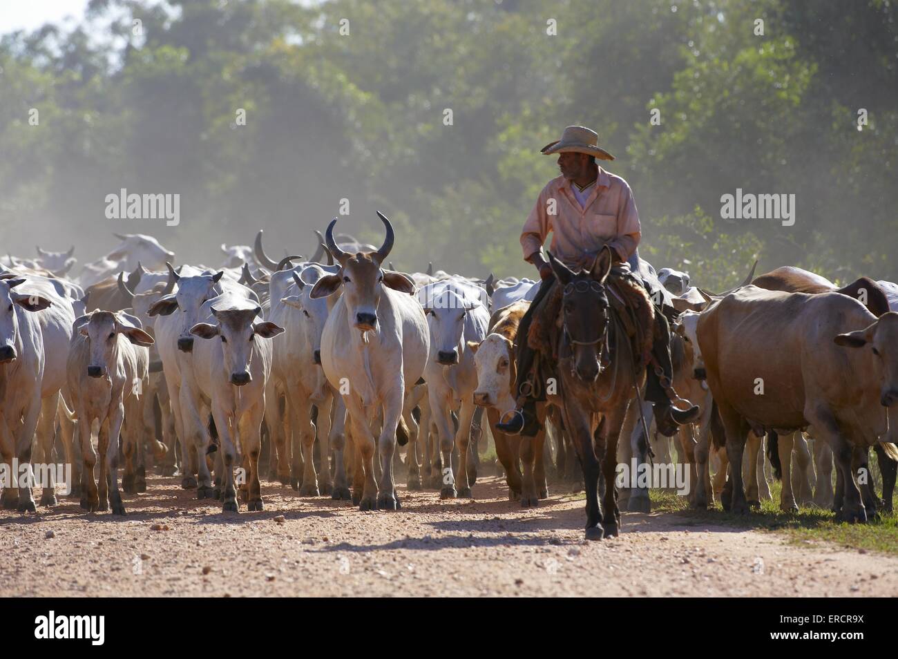 I cowboys e bovini Foto Stock