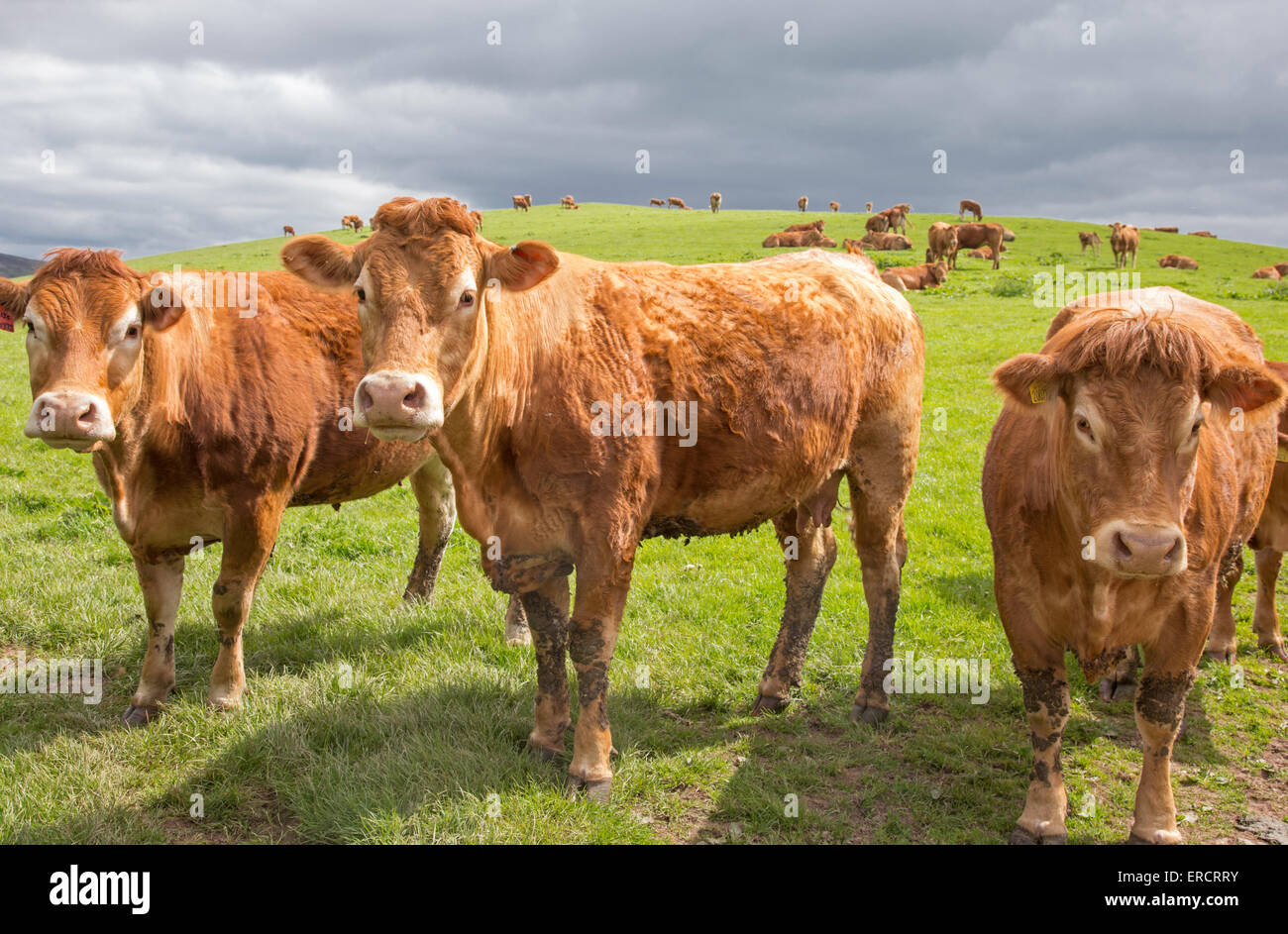 Rosso rubino Devon Bovini, Shropshire, Inghilterra, Regno Unito Foto Stock