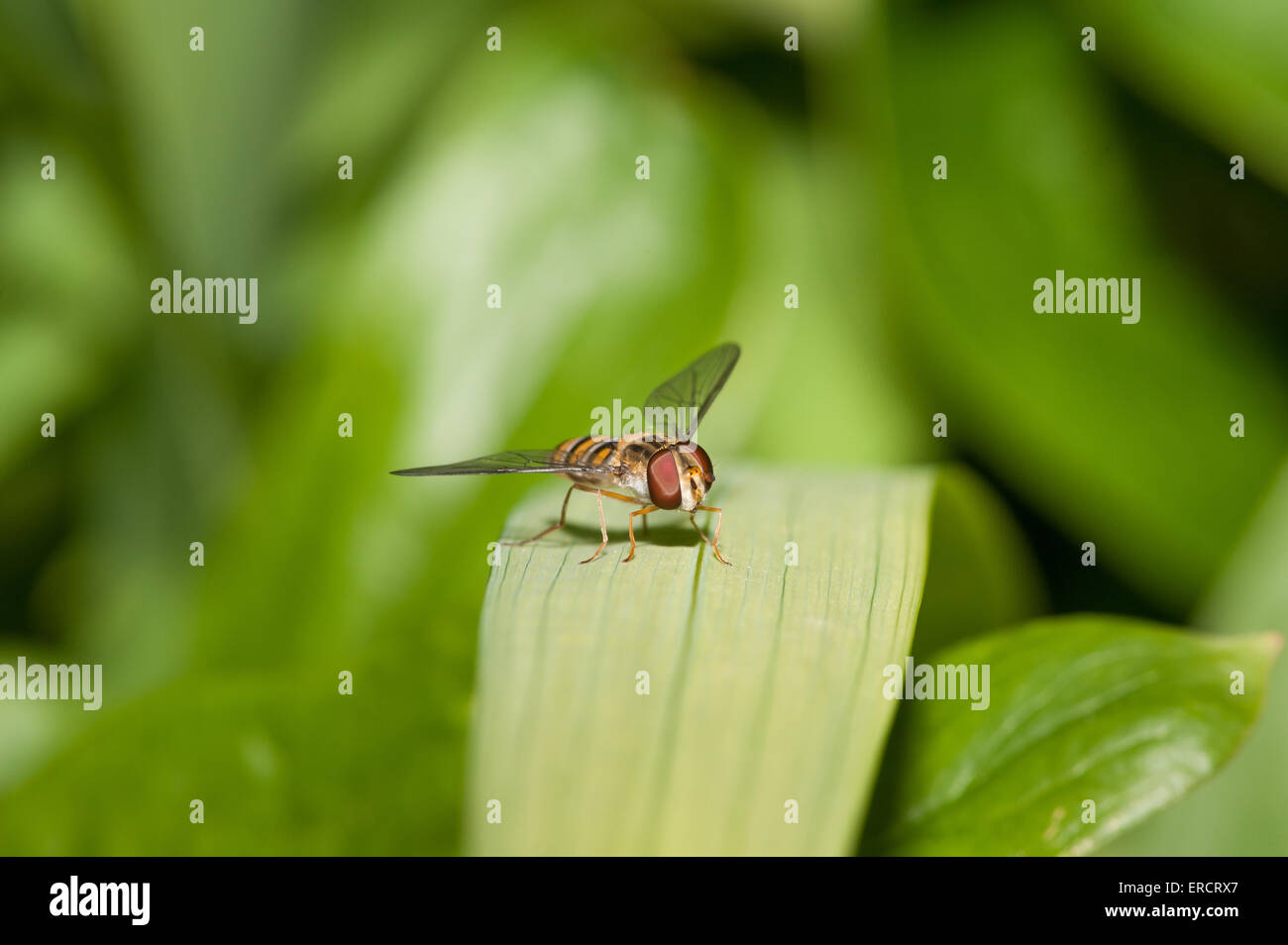 Appena emerse giovane maschio hoverfly spesso erroneamente interpretato come una delle api o vespe che assomiglia e nero con strisce di colore giallo Foto Stock