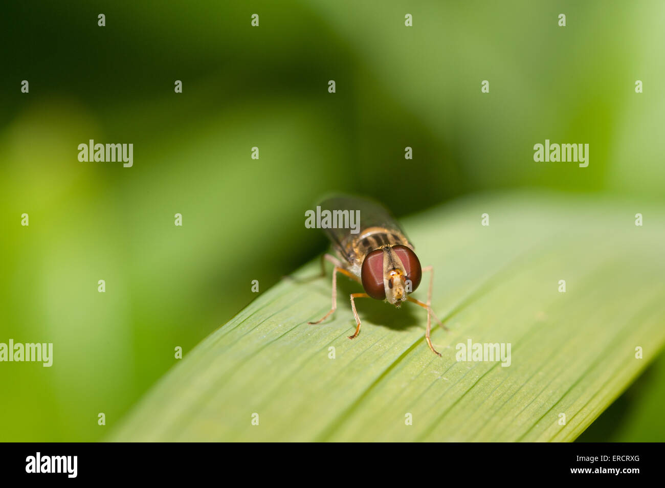 Appena emerse giovane maschio hoverfly spesso erroneamente interpretato come una delle api o vespe che assomiglia e nero con strisce di colore giallo Foto Stock