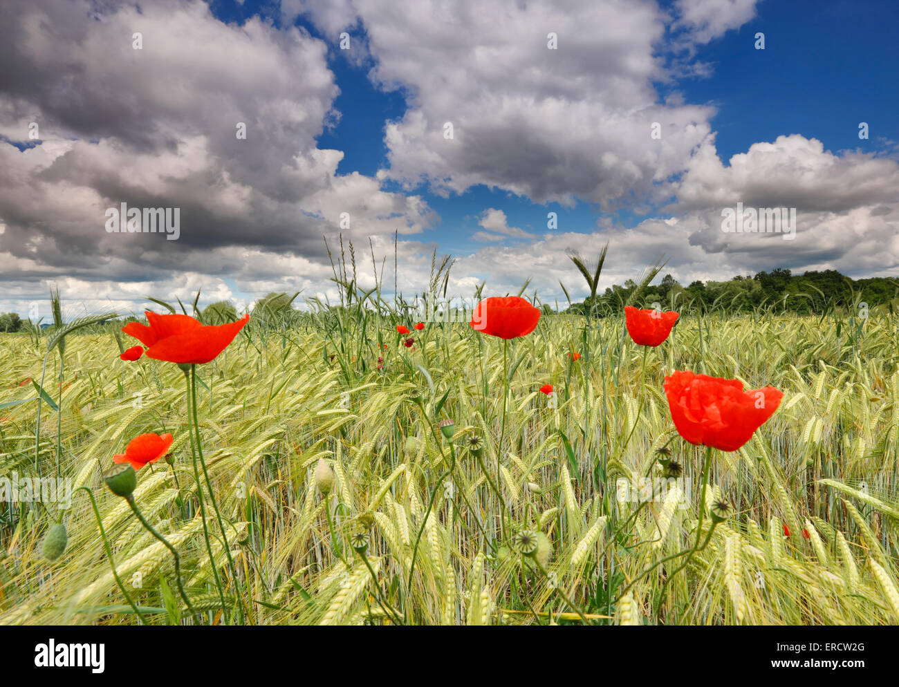 Poppies in campo di grano con bellissimo cielo nuvole Foto Stock