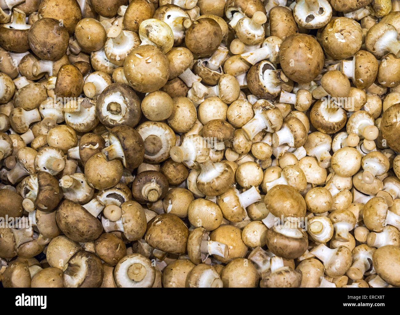 Rosolare gli champignon per la vendita su un mercato Foto Stock