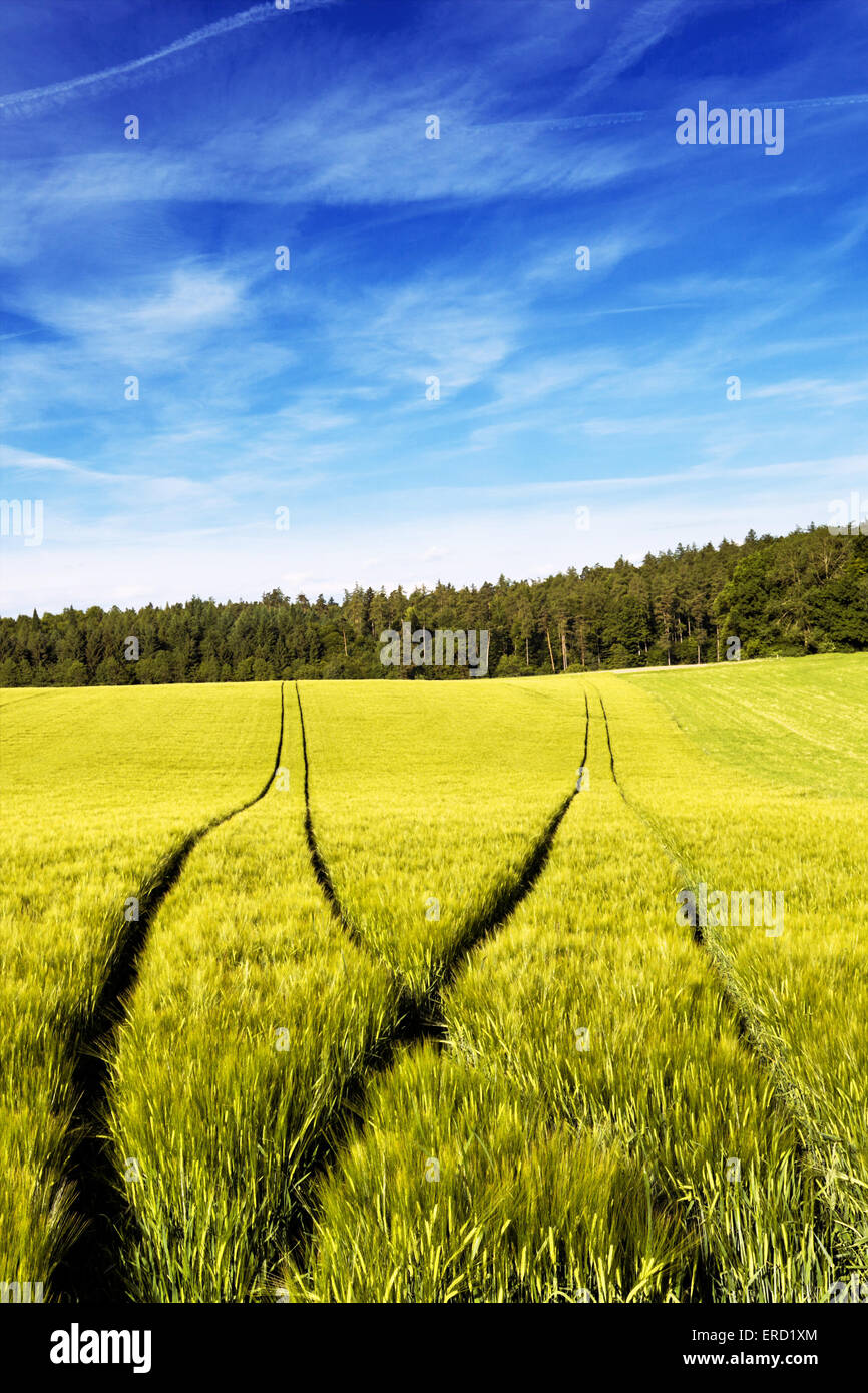 I trattori le tracce in un campo di grano Foto Stock