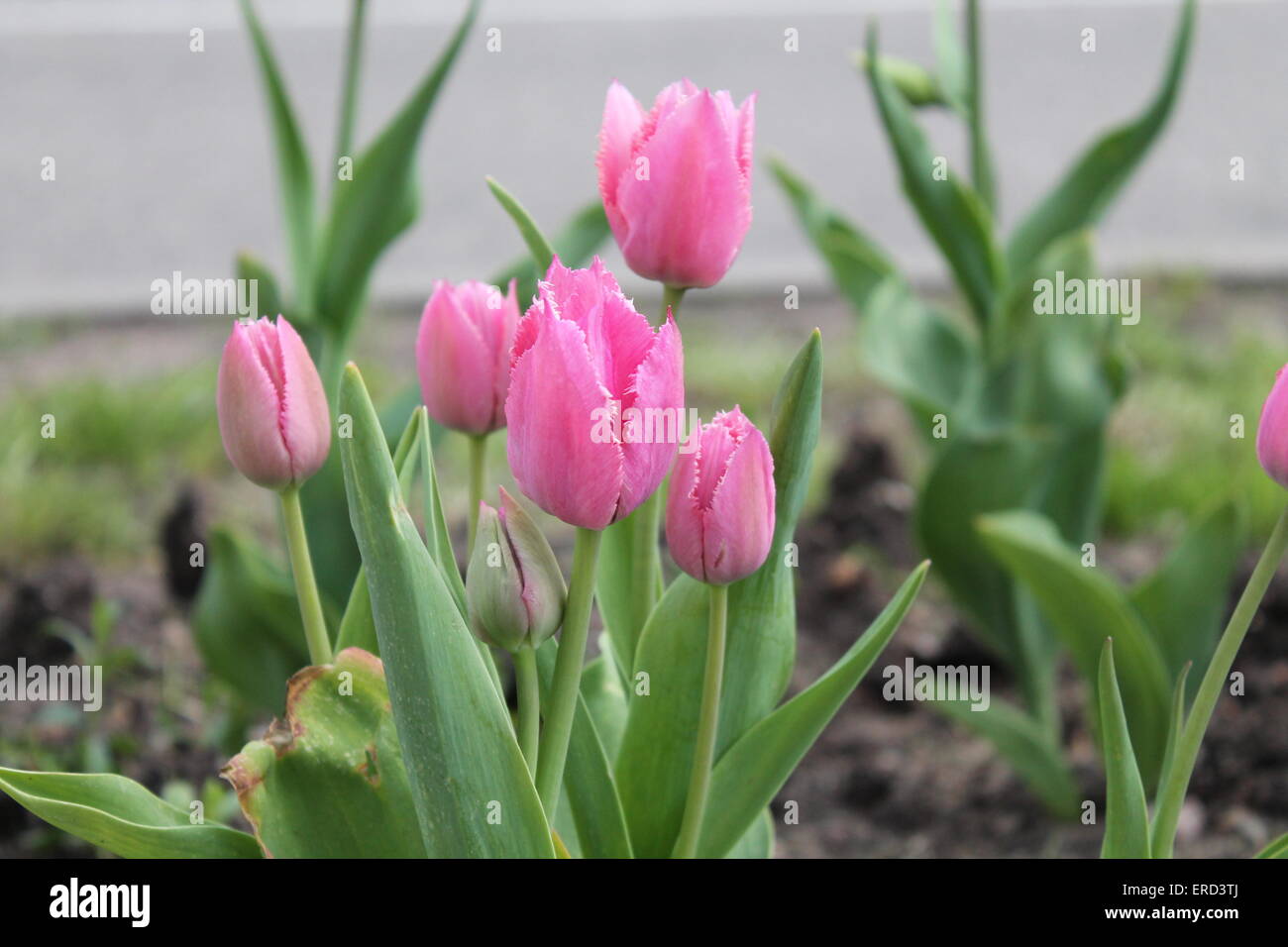Giardino rosa tulipani con bordo dentellato su petali Foto Stock
