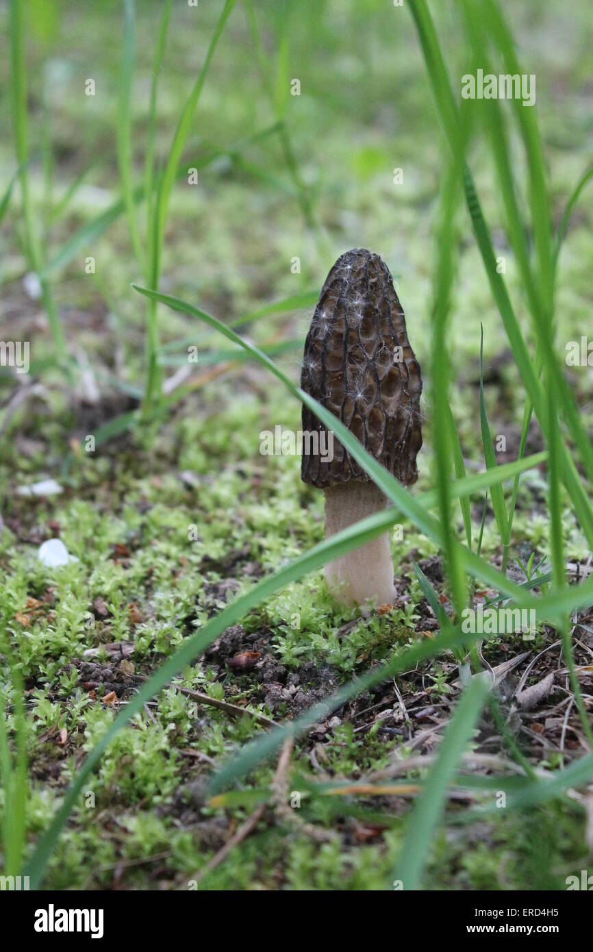 Uno crescere sul verde muschio fungo con cilindro marrone cappello sul bianco spesso gamba Foto Stock